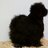 FluffyFeathersilkie
