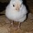 ChickyChickyChick