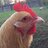 Goldie hen16