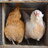 PinkeChickens