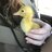 CorderChick