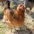 chickenkitty09
