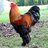 ChickenWhisperer26