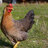 Beachbumcluck29