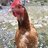 ChickenApple