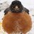 wantmesomebirds2
