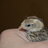 aDuckMama