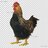 ThomasvilleChickens