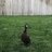 MamaNoodleDuck