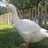 Birdsandnerds