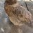Ginger78