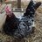 pnwchick-15