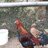 Lovemybirdsnc
