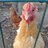 Thechickenwisperer
