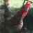Sunnychix