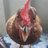 ChickenDad228