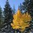 amandamann724