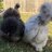 Splashed clouds silkies