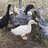 duckdrachen