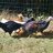 Calthechicken