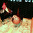 Duckwing