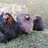 Bantam chooks