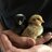 Chickychicky123