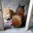 Cochins Breeder
