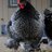 luckythestuckchicken