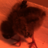 Spookbust