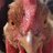 ilovemychickens697