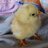 MotherofDucklings