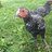 RedRoostChickens