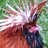 Chickenubee