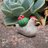 pricklychick