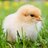 CHICKEN_L0VER2020