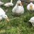 LuckyDuckyHobbyFarm