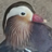 PreTTyBird00