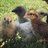 LittleBantam15