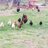 Chicken_Child