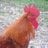 ginger497