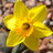 Daffodil12