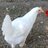 Newchickmomma2019