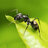 Little_Ant