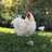 ChickenWhisperer3