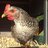 The CluckStar