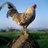 roosterboy009