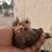 SalChickenOwner