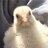 Harold the Hen