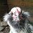 Egger Allan Poe